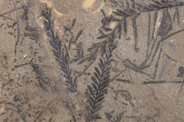 Metasequoia fossils from the Tranquille Shale in British Columbia are an example of a compression fossil.